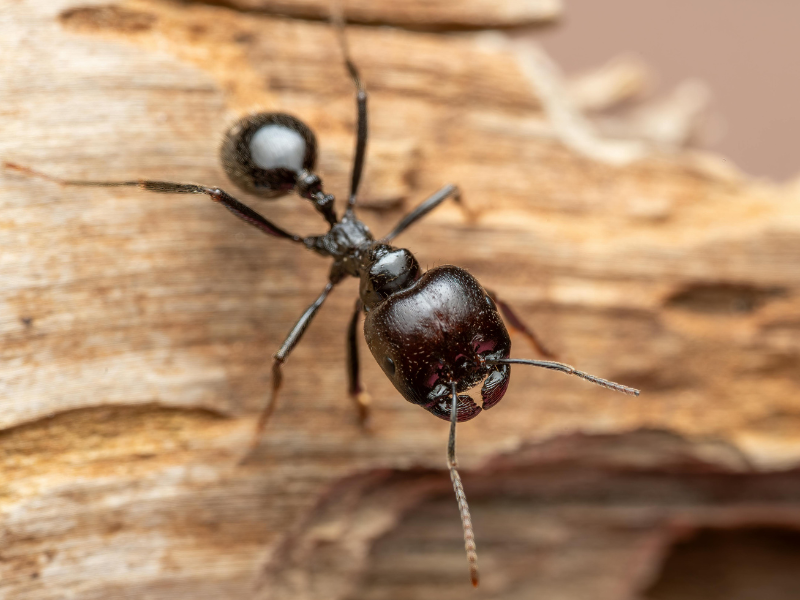 Carpenter Ants
