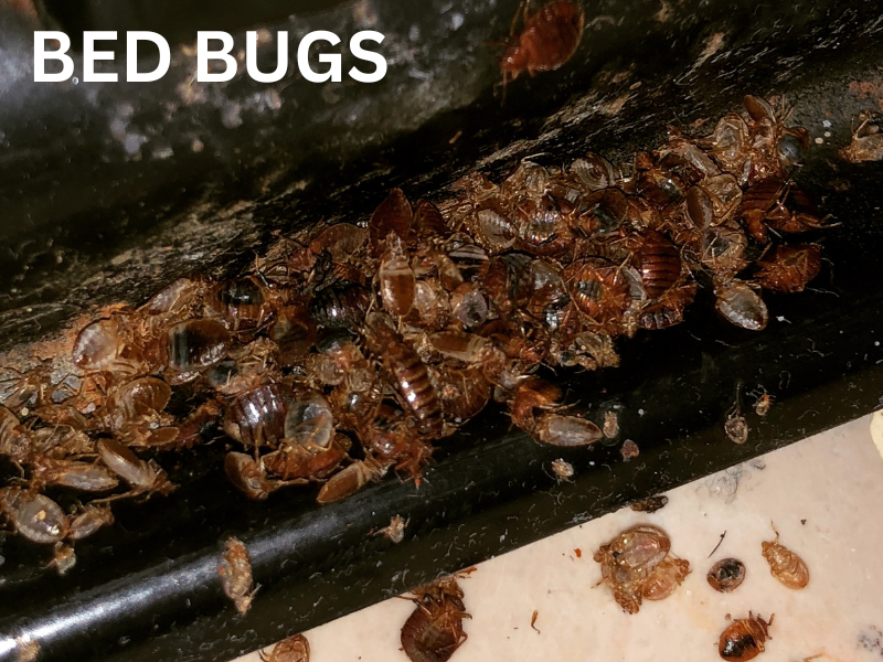 Bed Bugs