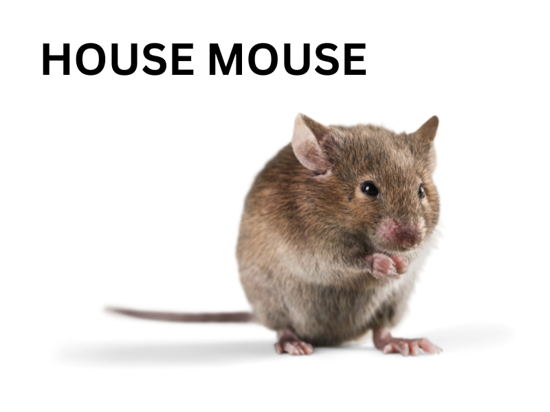 House Mouse
